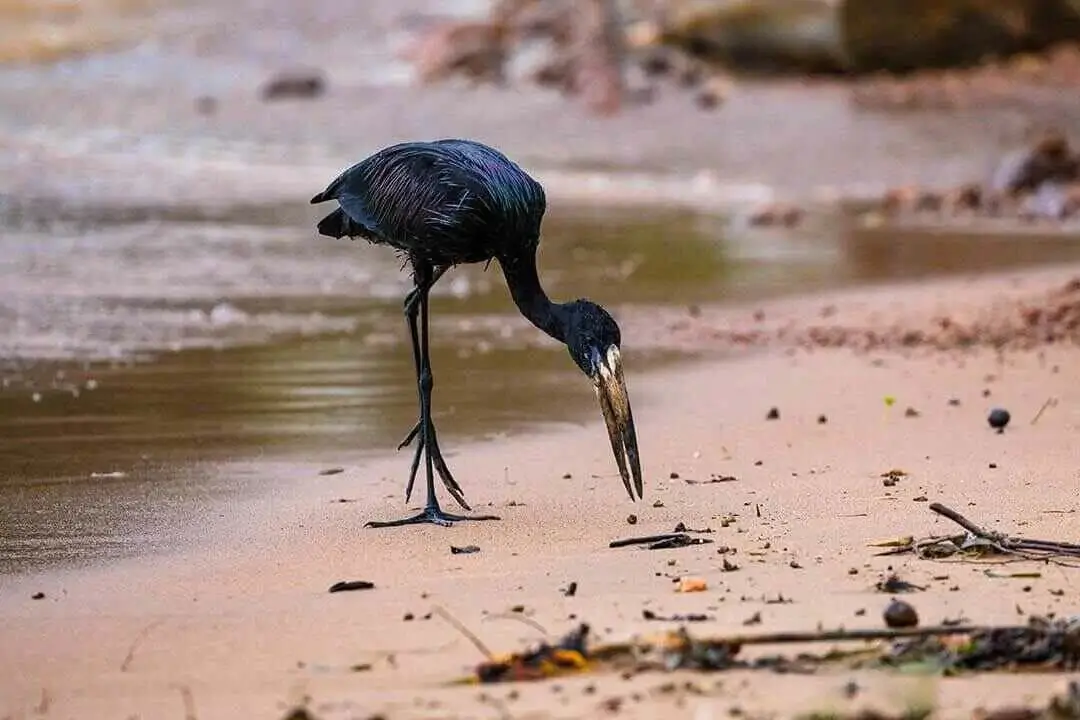 African openbill wide